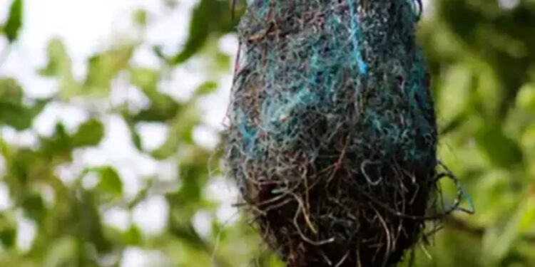 Poluição: no Brasil, aves estão fazendo ninhos com resíduos plásticos - Foto: Rádio EBC