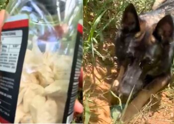 Ação da PM em Colatina apreende drogas em terreno baldio com auxílio de cão da Patrulha K9 - Foto: Reprodução