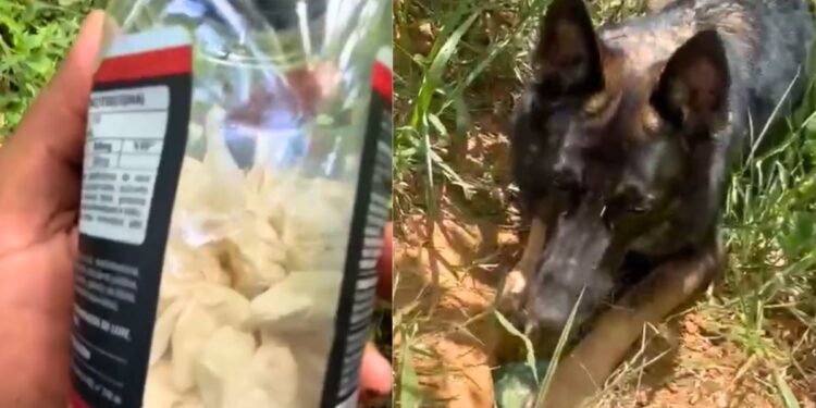 Ação da PM em Colatina apreende drogas em terreno baldio com auxílio de cão da Patrulha K9 - Foto: Reprodução