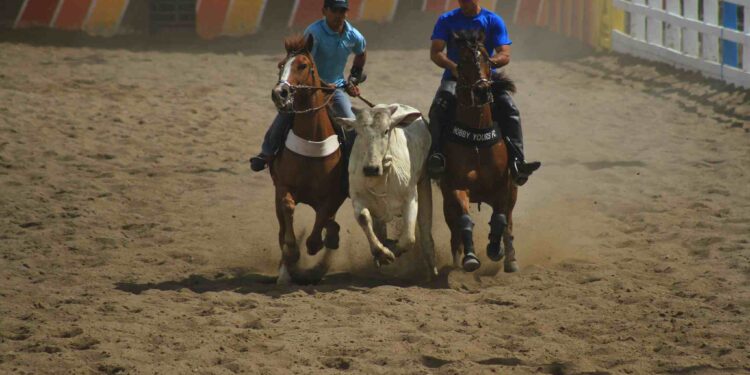 Vaquejada: entenda a polêmica e a decisão do STF sobre a prática - Foto: Reprodução