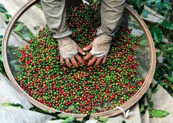 PM reforça segurança no campo durante colheita do café em Colatina e região - Foto: Reprodução