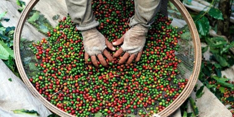 PM reforça segurança no campo durante colheita do café em Colatina e região - Foto: Reprodução