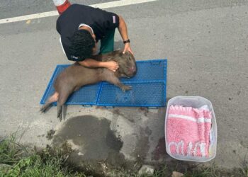 Capivara atropelada na BR-101 é resgatada e encaminhada para reabilitação no ES