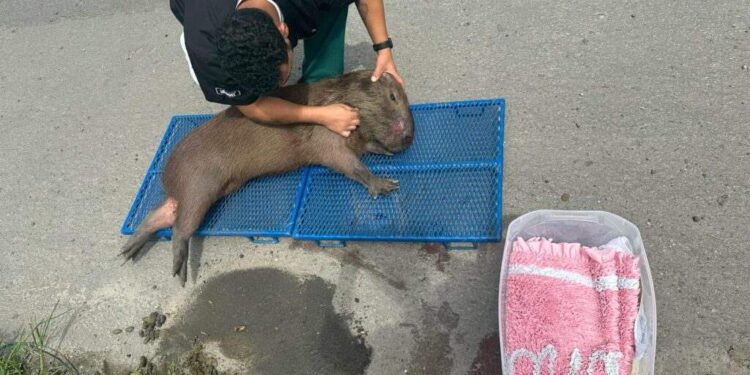 Capivara atropelada na BR-101 é resgatada e encaminhada para reabilitação no ES