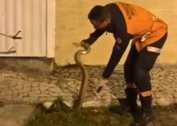 Jiboia de dois metros é resgatada em rua do bairro Bonfim, em Nova Venécia - Foto: Reprodução