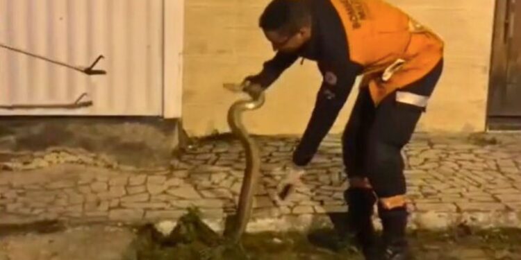 Jiboia de dois metros é resgatada em rua do bairro Bonfim, em Nova Venécia - Foto: Reprodução