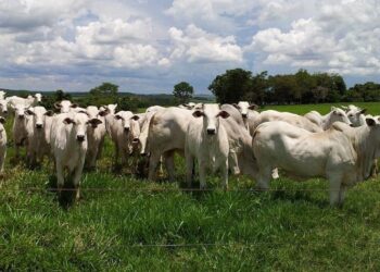 ES: Estado com mais bois que pessoas em 38 municípios - Foto: Seag