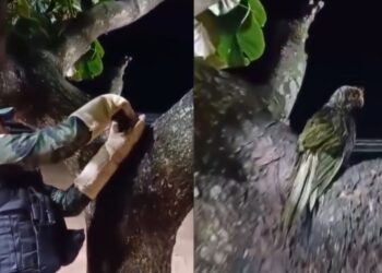 Ventania em Fundão causa estragos, afeta maritacas e rede elétrica - Foto: Reprodução