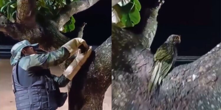 Ventania em Fundão causa estragos, afeta maritacas e rede elétrica - Foto: Reprodução