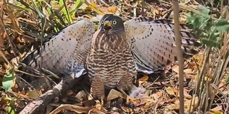 Gavião-carijó é resgatado com asa quebrada em Colatina - Foto: Reprodução