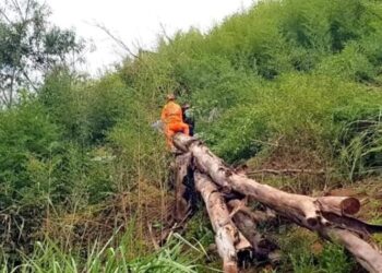 Trabalhador morre após ser atingido por galho de árvore em São Domingos do Norte - Foto: Reprodução