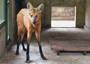 Loba-guará Resgatada em Estado Crítico na BR-101 no ES - Foto: Reprodução