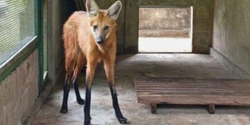 Loba-guará Resgatada em Estado Crítico na BR-101 no ES - Foto: Reprodução