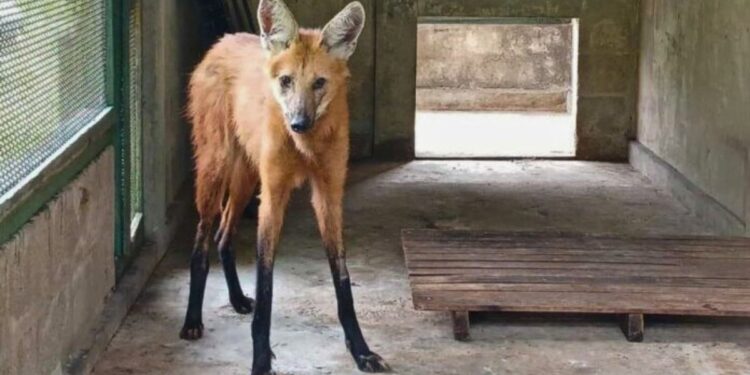 Loba-guará Resgatada em Estado Crítico na BR-101 no ES - Foto: Reprodução
