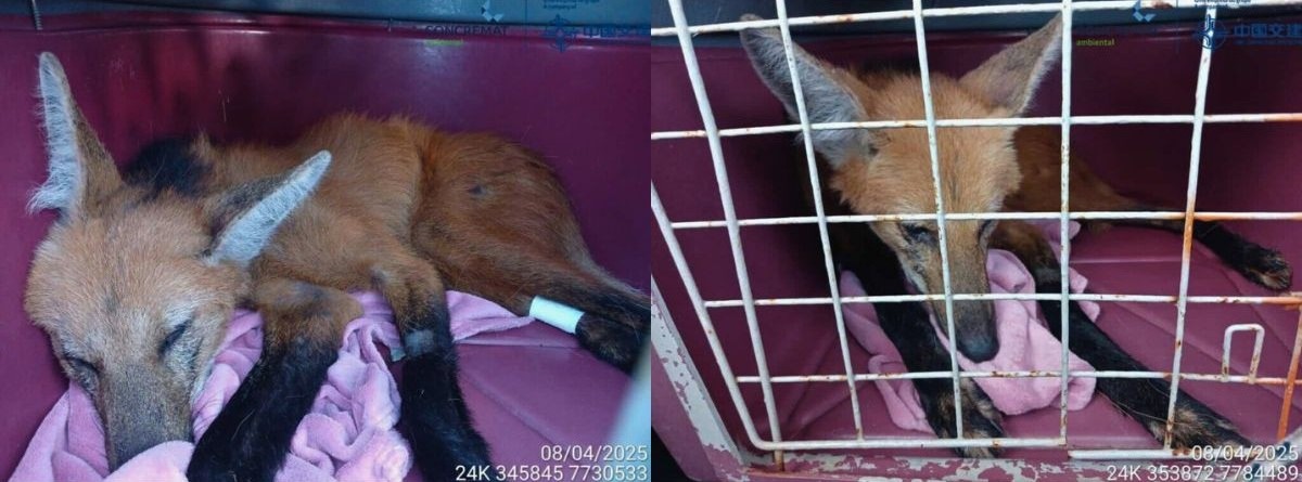 Loba-guará Resgatada em Estado Crítico na BR-101 no ES - Foto: Reprodução