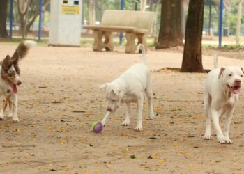 Saiba como funciona o SinPatinhas, novo RG Animal para cães e gatos - Rovena Rosa/Agência Brasil