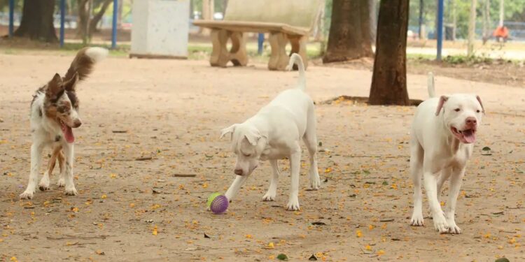 Saiba como funciona o SinPatinhas, novo RG Animal para cães e gatos - Rovena Rosa/Agência Brasil