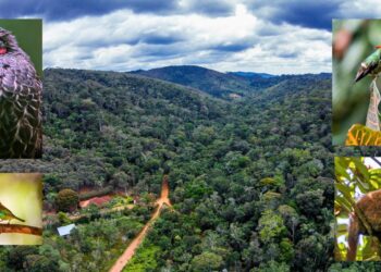 Corredor Ecológico de Santa Teresa: documentário inédito revela riqueza da mata atlântica e busca apoio - Foto: Divulgação
