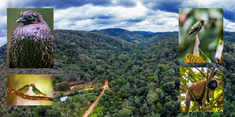 Corredor Ecológico de Santa Teresa: documentário inédito revela riqueza da mata atlântica e busca apoio - Foto: Divulgação