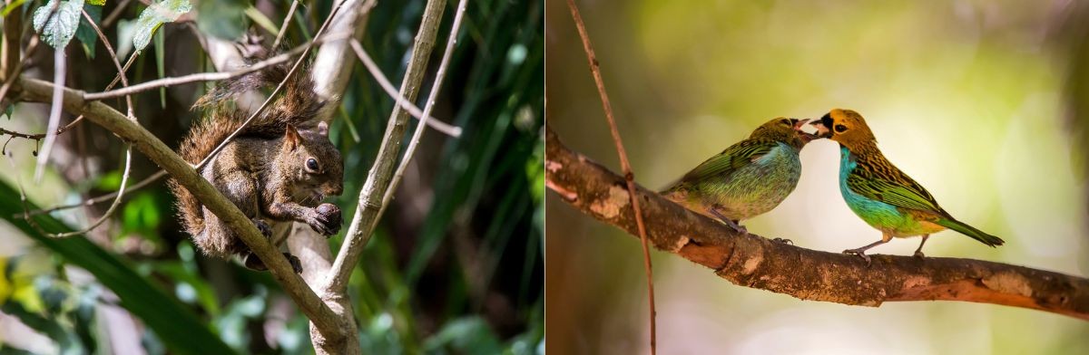 Corredor Ecológico de Santa Teresa: documentário inédito revela riqueza da mata atlântica e busca apoio - Foto: Divulgação