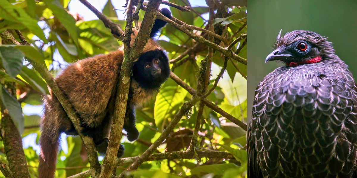 Corredor Ecológico de Santa Teresa: documentário inédito revela riqueza da mata atlântica e busca apoio - Foto: Divulgação