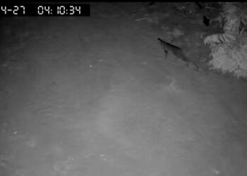 Onça assusta moradores de Córrego do Limão, em Colatina. Foto: reprodução