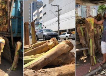 Venda de palmito na Semana Santa em Colatina: locais e horários autorizados - Fotos: Secom/Colatina