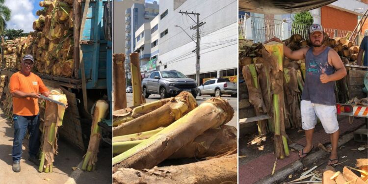 Venda de palmito na Semana Santa em Colatina: locais e horários autorizados - Fotos: Secom/Colatina