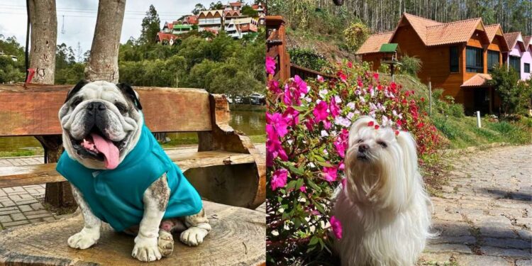 Seu pet é bem-vindo: negócios que abraçam essa tendência - Foto: Fotos: divulgação | China Park