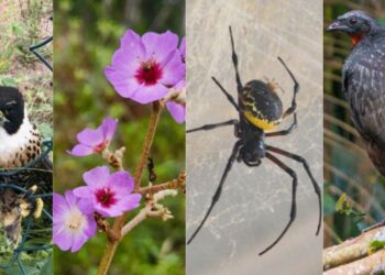 Santa Teresa se destaca no Desafio Mundial da Natureza Urbana 2025 e conquista top 5 nacional - Fotos: Divulgação