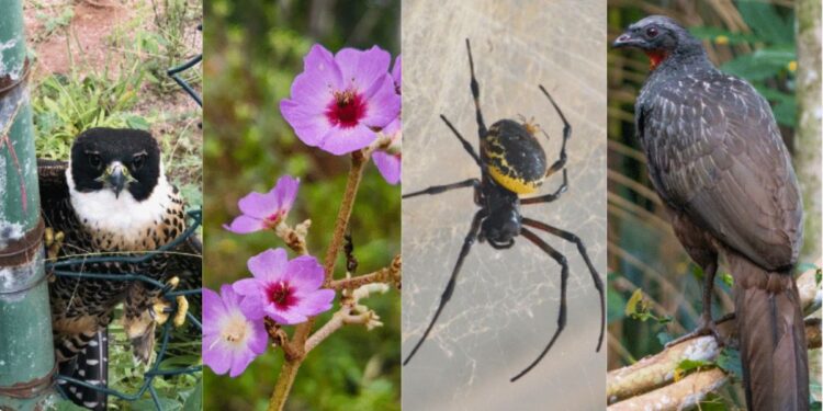 Santa Teresa se destaca no Desafio Mundial da Natureza Urbana 2025 e conquista top 5 nacional - Fotos: Divulgação