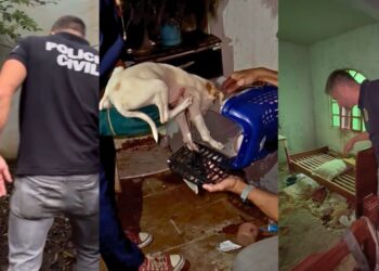 Animais doentes e abandonados em Vitória: cães resgatados após denúncia - Fotos: PCES