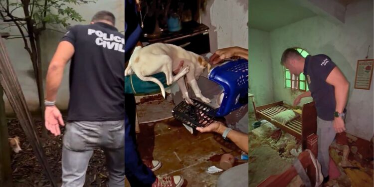 Animais doentes e abandonados em Vitória: cães resgatados após denúncia - Fotos: PCES