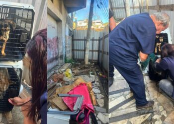 Maus-tratos em Vitória: PCES resgata cães e encontra animal morto - Fotos: PCES