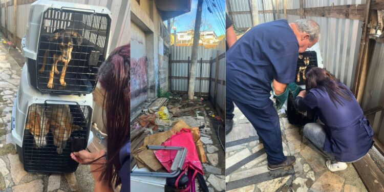 Maus-tratos em Vitória: PCES resgata cães e encontra animal morto - Fotos: PCES