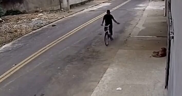 Maus-tratos: homem indiciado por matar cachorro com veneno em Colatina - Foto: Rede Social