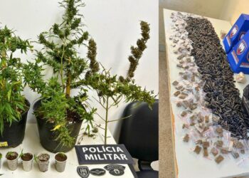 Sul do ES: tonel de drogas apreendido e homem detido por cultivo de maconha - Fotos: PCES