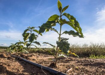 Produtores rurais de Colatina podem solicitar mudança no horário de uso do Relógio Verde - Foto: Reprodução