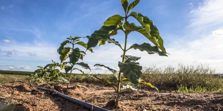 Produtores rurais de Colatina podem solicitar mudança no horário de uso do Relógio Verde - Foto: Reprodução
