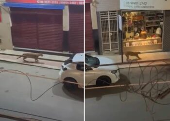 Onça-parda é flagrada no Centro de Iconha e mobiliza força-tarefa para resgate - Foto: Rede Social