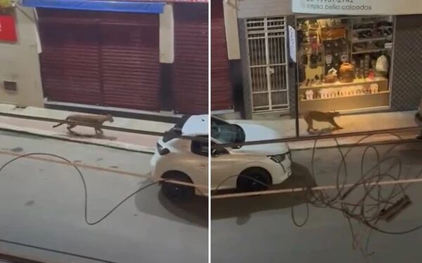 Onça-parda é flagrada no Centro de Iconha e mobiliza força-tarefa para resgate - Foto: Rede Social