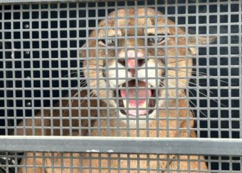 Resgate de Onça-Parda surpreende moradores de Iconha - Foto: SESP/ES