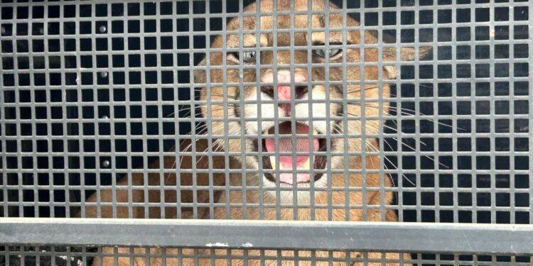 Resgate de Onça-Parda surpreende moradores de Iconha - Foto: SESP/ES