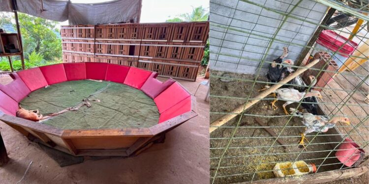 PC apreende 28 galos de rinha e desmonta arena de brigas na Grande Vitória - Fotos: PCES
