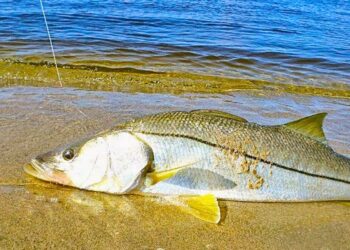 Proibição de pesca, transporte e venda das espécies robalo branco e camurim entra em vigor em todo o estado. Foto: reprodução