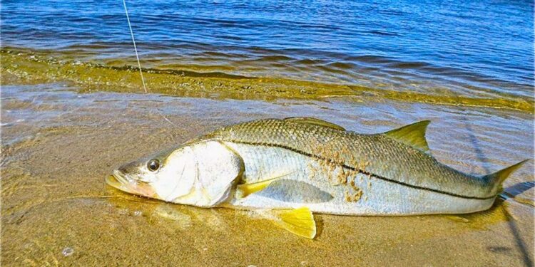Proibição de pesca, transporte e venda das espécies robalo branco e camurim entra em vigor em todo o estado. Foto: reprodução