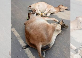 Vacas furtadas caem de picape em movimento durante fuga em Nova Venécia - Foto: Rede Social