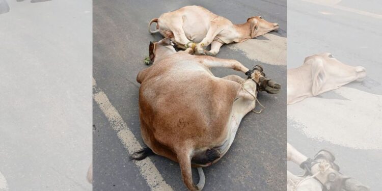 Vacas furtadas caem de picape em movimento durante fuga em Nova Venécia - Foto: Rede Social
