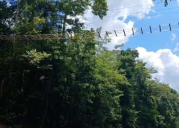 Iniciativa busca reduzir o alarmante número de atropelamentos de animais silvestres na rodovia que corta importante reserva biológica no norte do ES. Foto: Ecovias 101