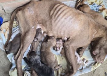 Animal estava em fase de amamentação e com sinais de maus-tratos; após tratamento, será devolvido à tutora com acompanhamento e inclusão em programa de castração. Foto: PCES